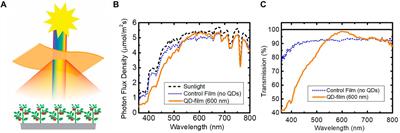 Luminescent quantum dot films improve light use efficiency and crop quality in greenhouse horticulture